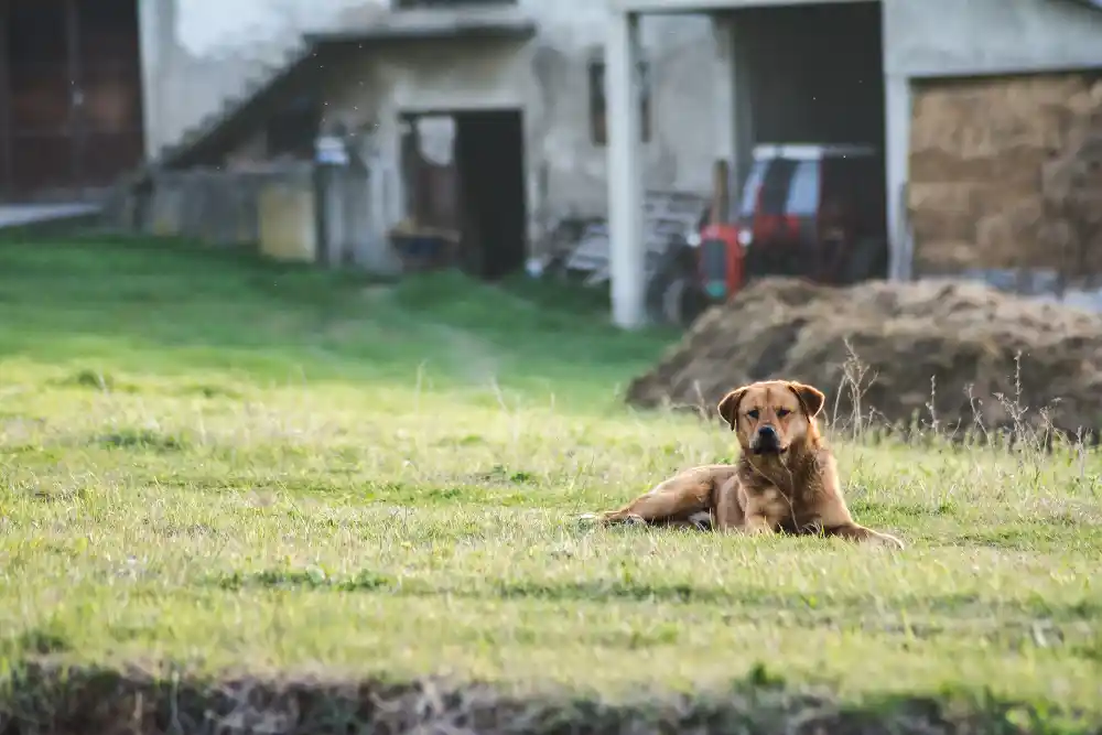 can dogs damage lm berea grass in midrand