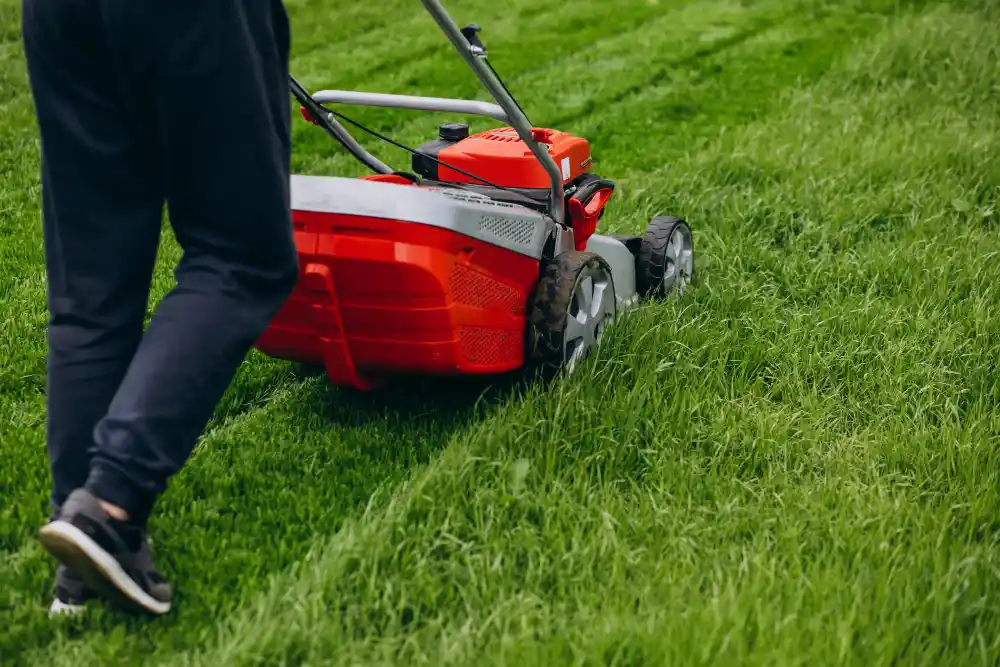 choosing a low maintenance instant lawn for your midrand home