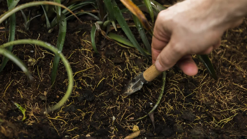 does lawn dressing help prepare your lawn for new grass seed