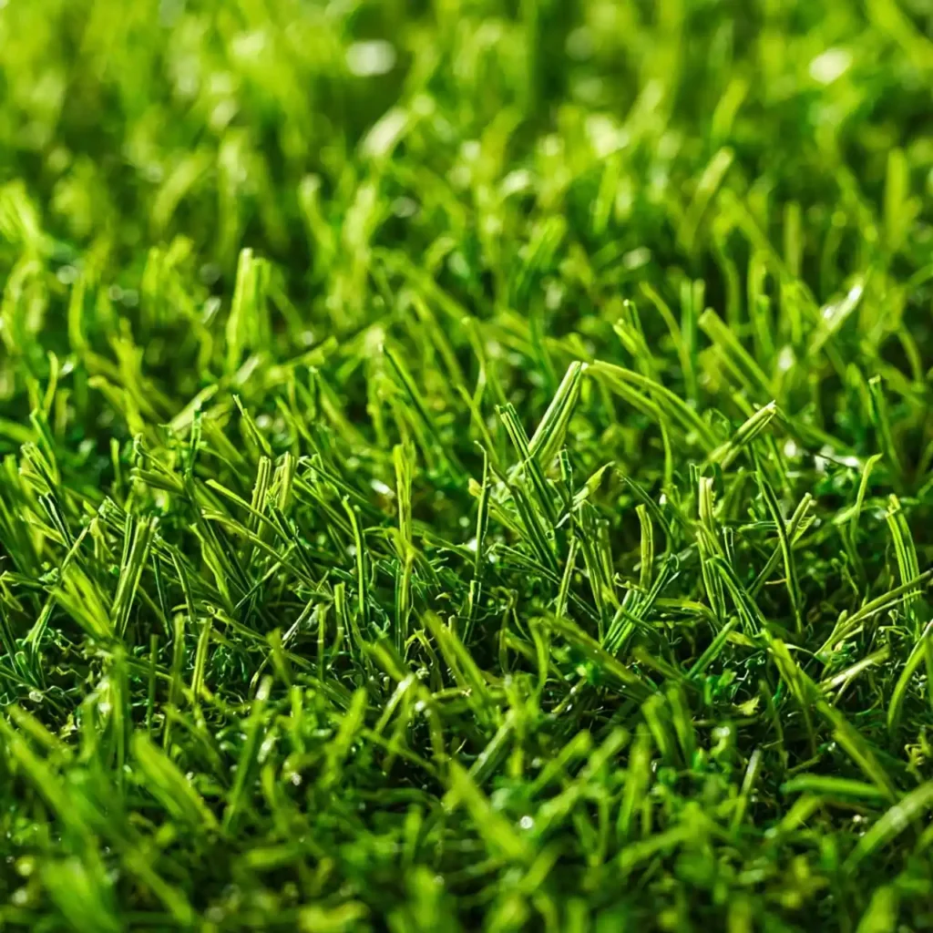How to Choose the Best Instant Lawn for Your Midrand Garden Premium instant lawn supplied and installed in Crowthorne for beautiful residential landscaping