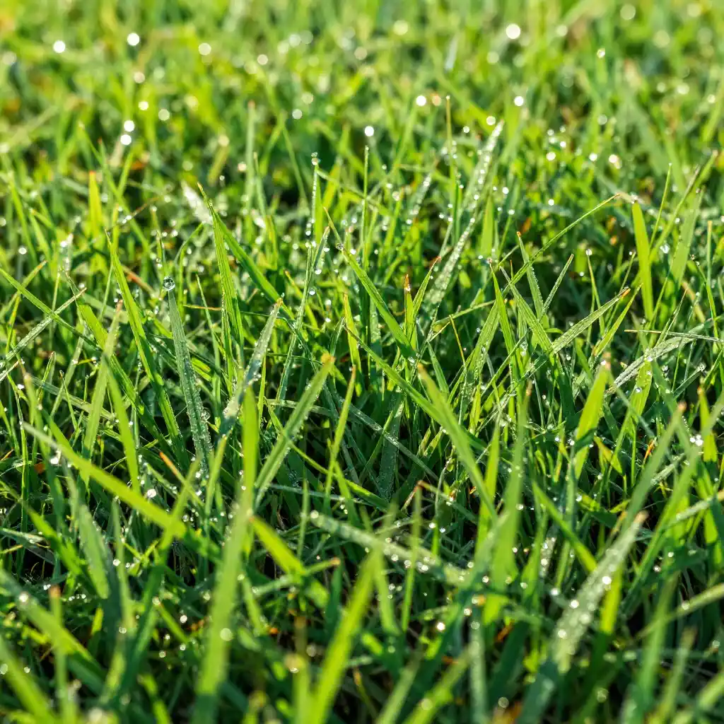 kikuyu grass 1