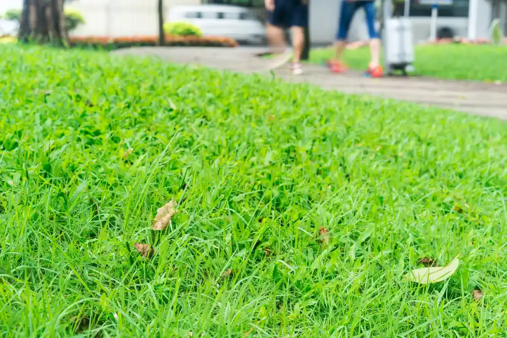 spring lawn growth in midrand how 5 instant lawn grass types compare
