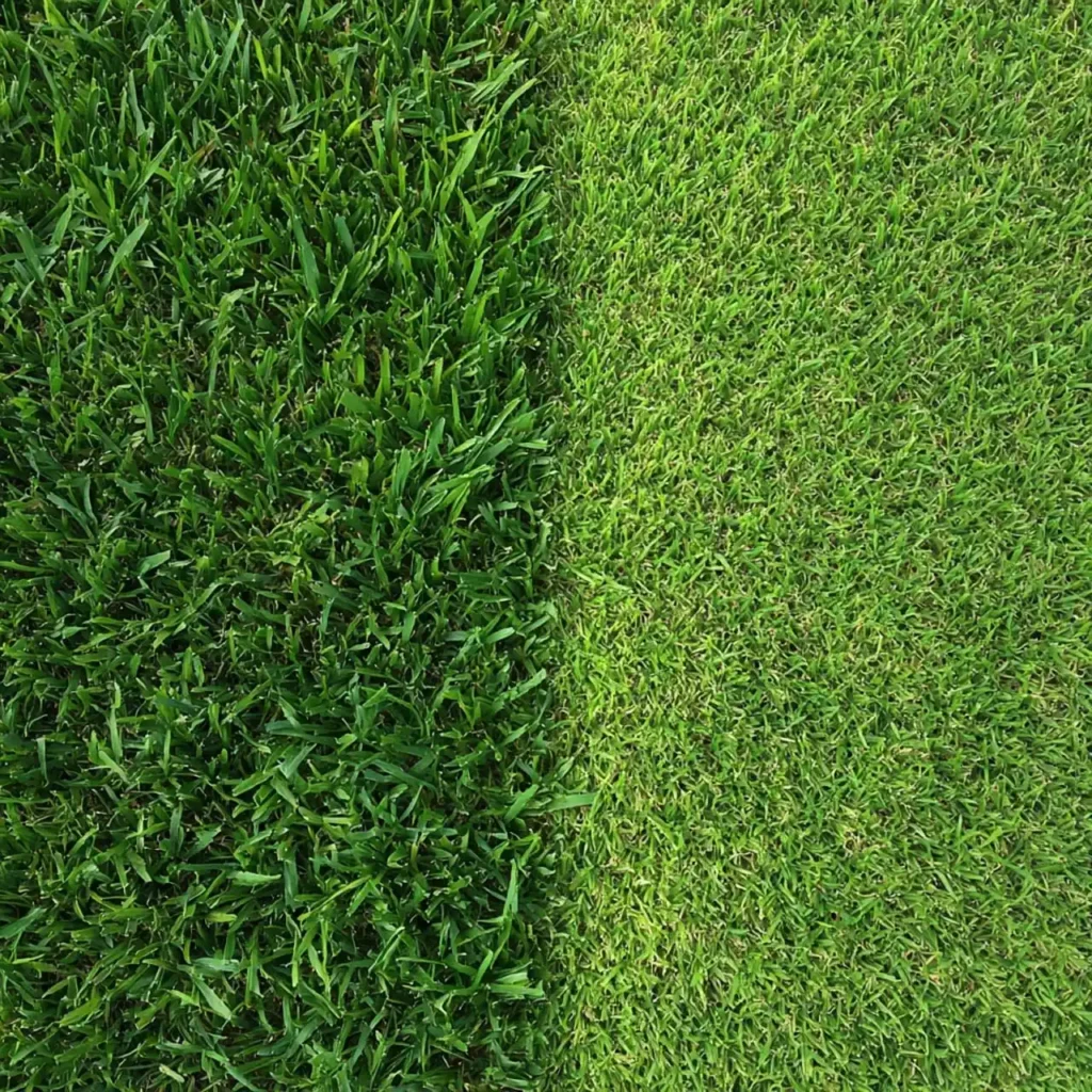 the cost of installing kikuyu grass in midrand